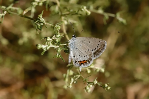 Short-tailed Blue