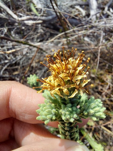 Campylostachys cernua (Campylostachys cernua)