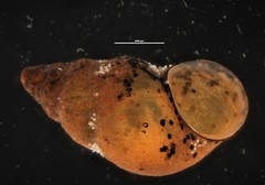 Potamopyrgus estuarinus image