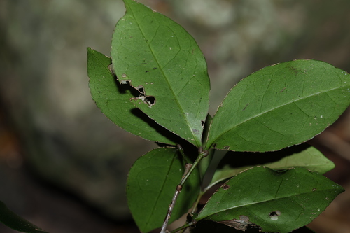 Image of Rhysotoechia bifoliolata by (c) Greg Tasney, some rights reserved (CC BY-SA)