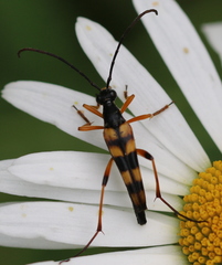 Strangalia attenuata