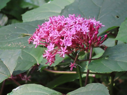 Image of Rose Glorybower (Clerodendrum bungei) by (c) Marco Mussita, some rights reserved (CC BY)