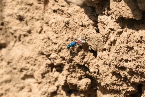 splendidula species group