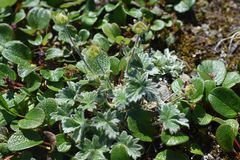 Potentilla × villosula