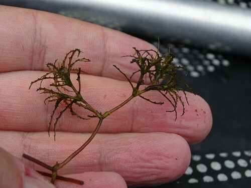 brittle waternymph (Najas minor)