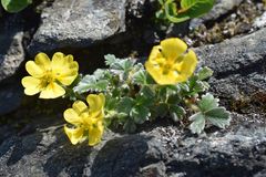 Potentilla × villosula