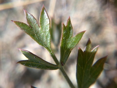 Pimpinella tragium