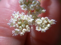 Pimpinella tragium