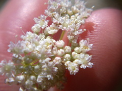 Pimpinella tragium