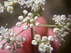 Pimpinella tragium