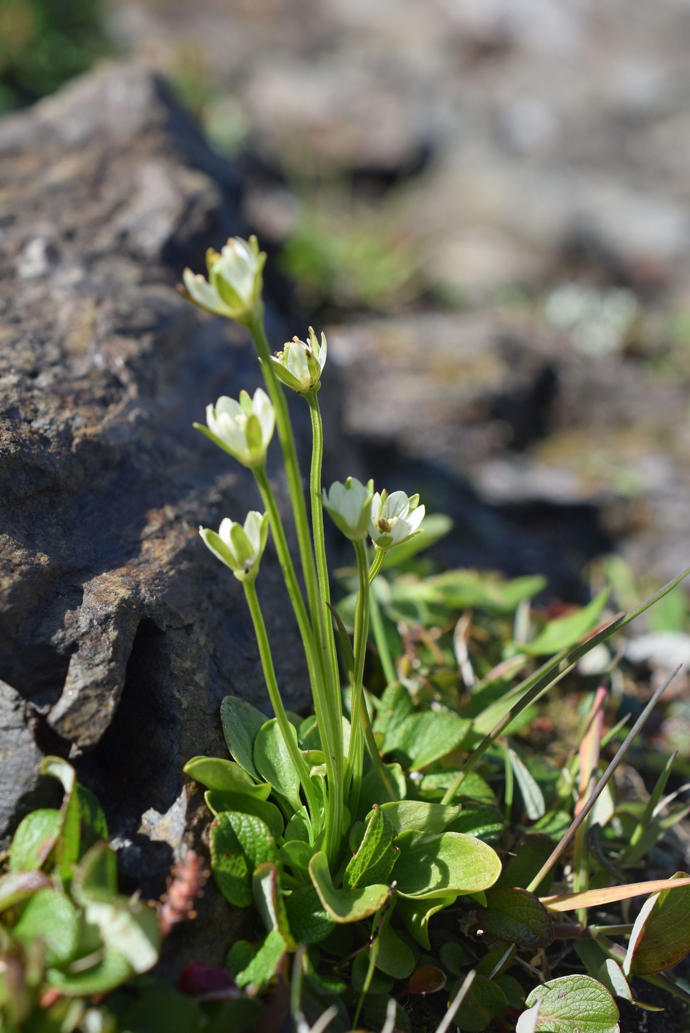 Parnassia kotzebuei