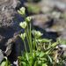 Kotzebue's Grass-of-Parnassus - Photo (c) Paul Norwood, some rights reserved (CC BY-NC), uploaded by Paul Norwood