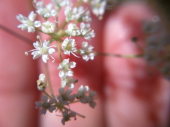 Pimpinella tragium