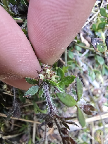 Image of Xanthosia tasmanica by (c) Josh, some rights reserved (CC BY)