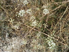 Pimpinella tragium