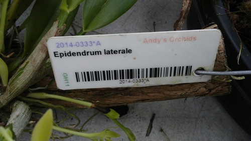 Epidendrum laterale Rolfe 3
