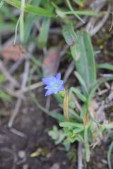 Gentiana prostrata