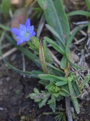 Gentiana prostrata