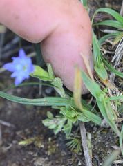 Gentiana prostrata