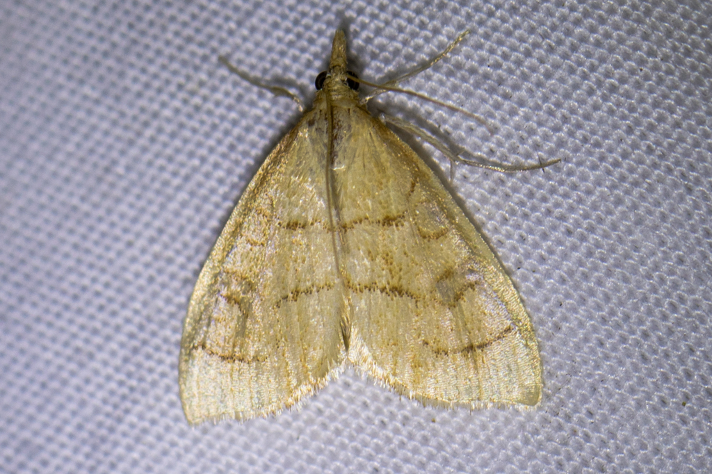 Udea octosignalis