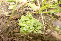 Chrysosplenium tetrandrum