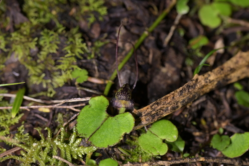 Image of Corybas vitreus by (c) Christopher Stephens, some rights reserved (CC BY-SA)