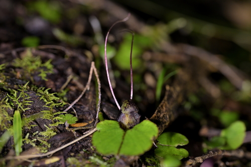 Image of Corybas vitreus by (c) Christopher Stephens, some rights reserved (CC BY-SA)