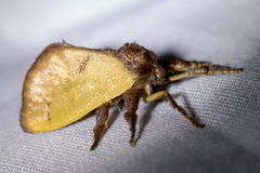 Monoleuca occidentalis