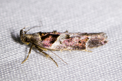 Pseudochelaria scabrella