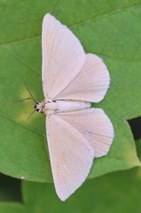 Minoa murinata