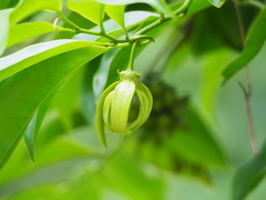 Artabotrys hexapetalus