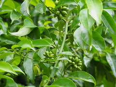 Artabotrys hexapetalus