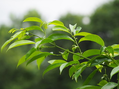 Artabotrys hexapetalus