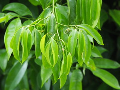 Artabotrys hexapetalus