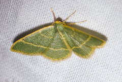 Chlorochlamys appellaria