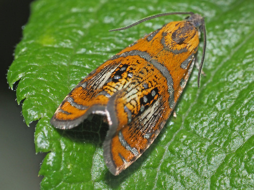 Raštuotasis Oletreutas nuotrauka