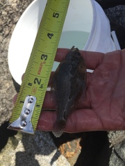 Citharichthys stigmaeus