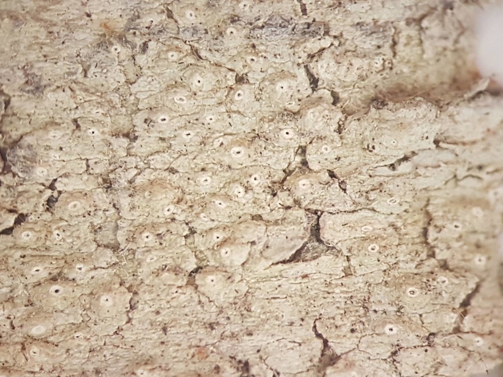 Jacinda's Barnacle Lichen