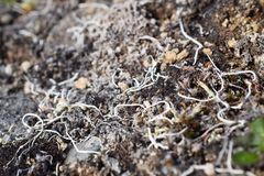 Thamnolia vermicularis vermicularis