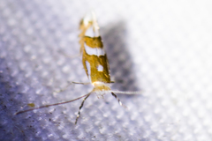 Phyllonorycter ledella