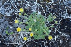 Potentilla × villosula