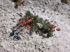 Euphorbia petrophila