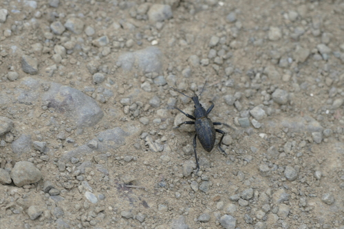 Gymnopholus observed 2024-09-11