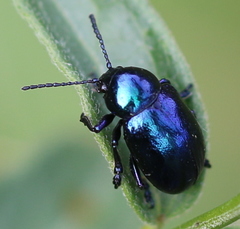 Chrysochus asclepiadeus