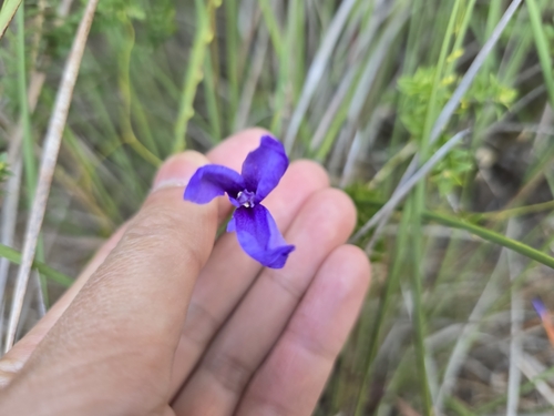 Image of Patersonia fragilis by (c) Josh, some rights reserved (CC BY)