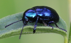 Chrysochus asclepiadeus