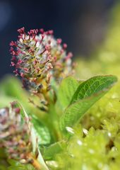 Salix stolonifera