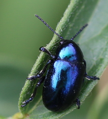 Chrysochus asclepiadeus