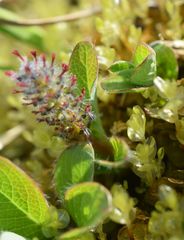 Salix stolonifera