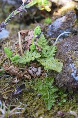Cryptogramma sitchensis